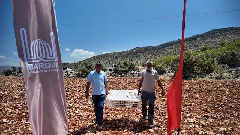 Mardin’de Doğaya 300 Kınalı Keklik Salındı